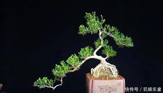 “盆景”如何修剪不同树种，不同时期我们都要做什么