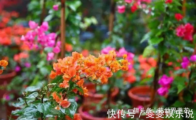 三角梅“黄叶”不开花,用这些水浇一浇,叶子油绿,满头花