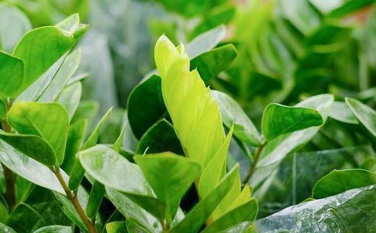 推荐几个水培观叶植物,种一个就够了