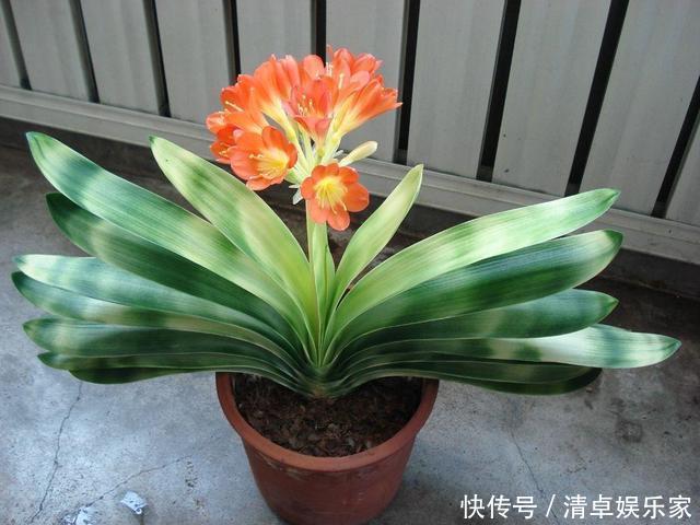 虎皮兰|这3种花养久了要“换盆”,老根旧根修剪掉,干尖黄叶都不来