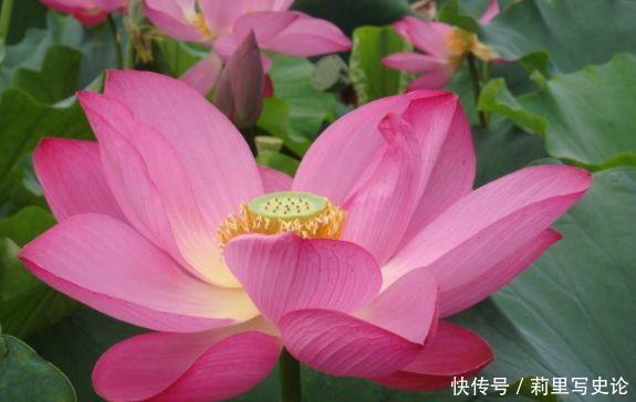 世上公认最美的4种花，谁见了都喜欢，第一种已经被迷住了