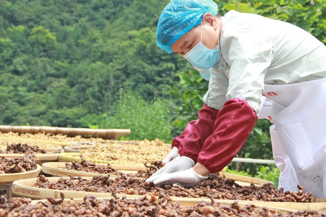  开幕|天台山首届黄精文化节开幕！