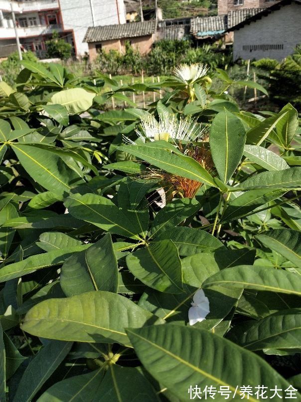 招财花|老祖宗说6种招财花，轻易不开花，一开花就预示“好运”