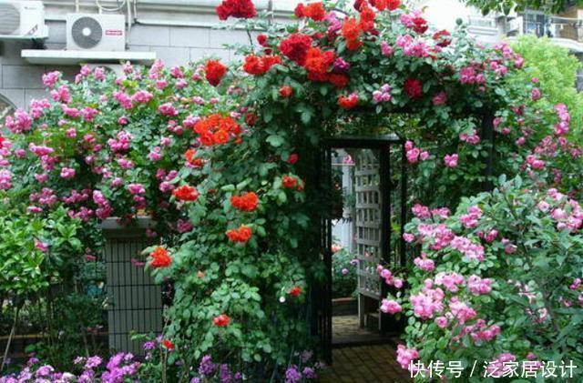 看见一户人家院子,栽满爬藤花,好美!真是羡煞旁人