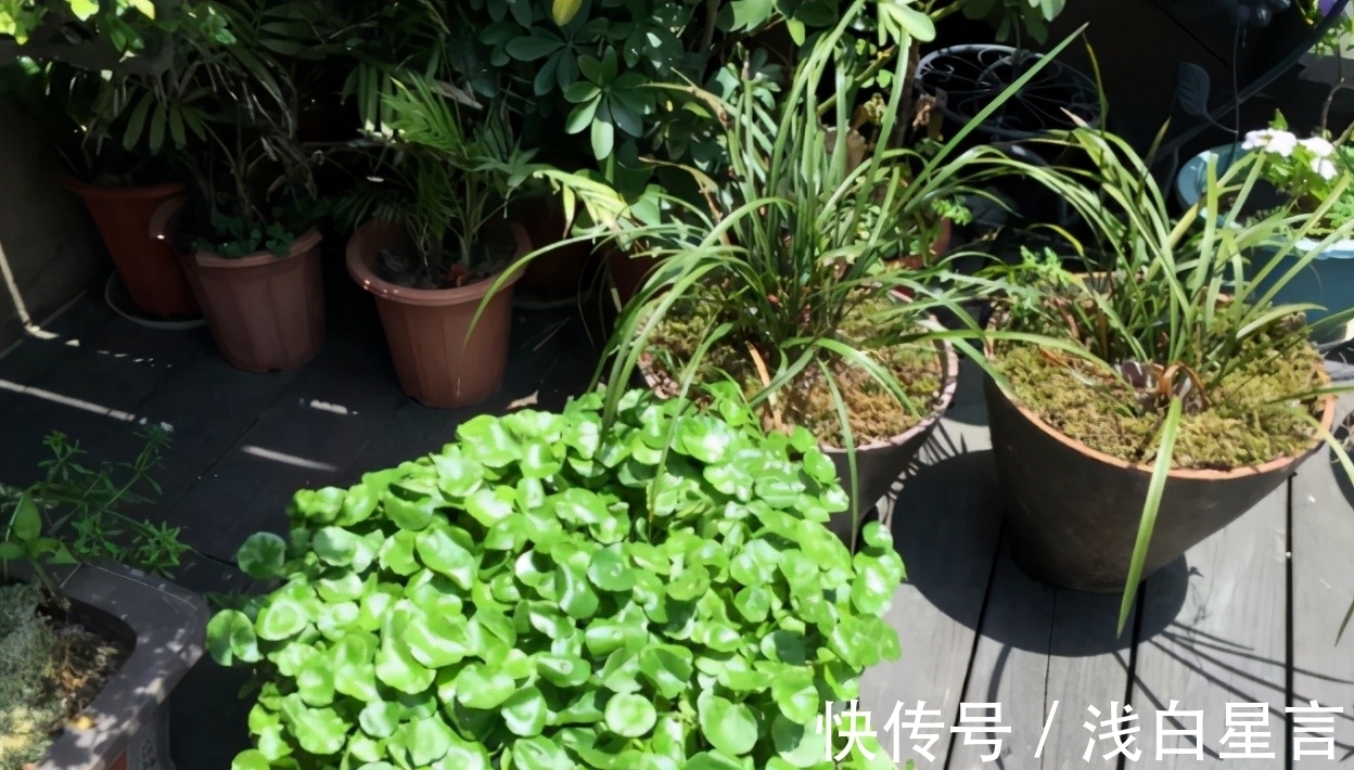 土壤|光用淘米水浇花没前途,加它们发酵好,养啥花都长得贼旺盛