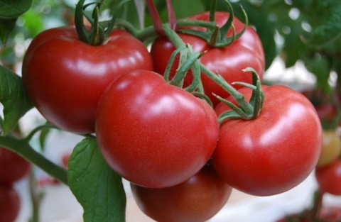 西红柿|高血压吃什么食物能降血压这四种食物你需知道！