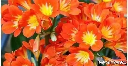 这种过期药片扔花盆里,不管多蔫的花一个劲疯长,不黄叶不烂根