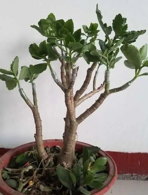 玉树砍一刀,插上长寿花,10天就成活,5个花色轮番开,变大花树