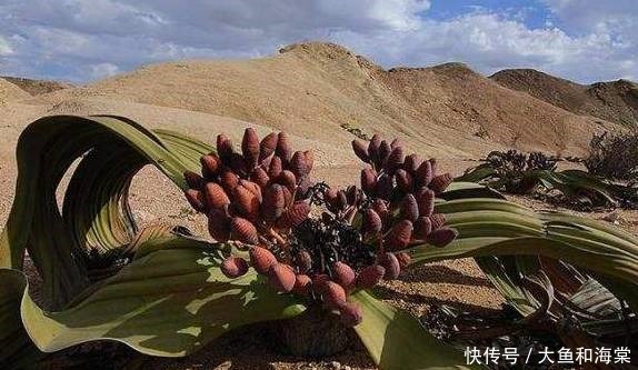 世界十大奇异植物！太妙了！