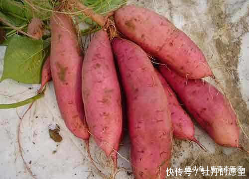 营养丰富的食物，推荐多吃，滋阴去火，延缓衰老，越吃越年轻