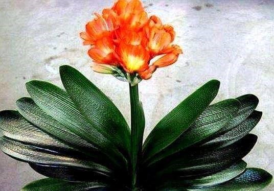 家养君子兰，这一种“好物”不要扔，埋在土壤里，花芽呼呼冒