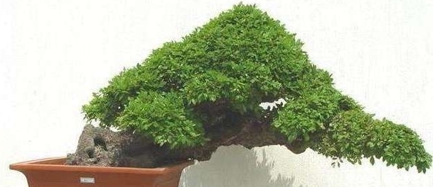 树桩盆景快速成型的方法，全在这里了！