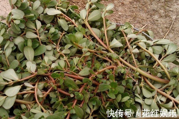 白发|马齿苋被称为“天然染发剂”,还能使白发变黑,别再只会吃了!