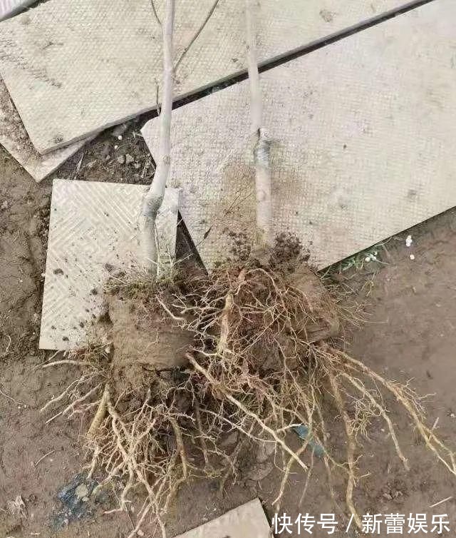 玉兰|家门口种棵“吉祥花”,满树都开花,还有“镇宅”好兆头