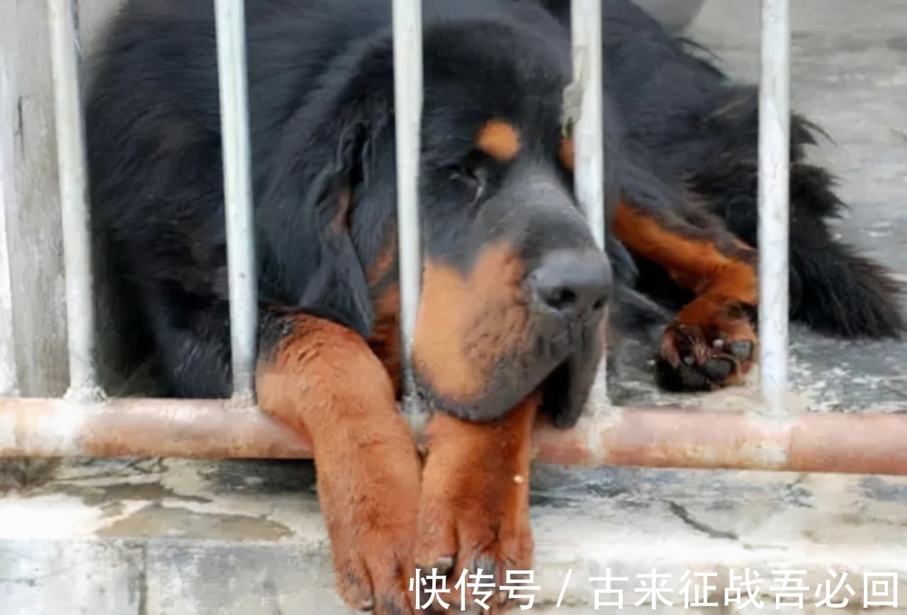 中国藏獒俱乐部|马家军教练离开赛场,靠养狗成为千万富翁,70多岁重回俱乐部执教