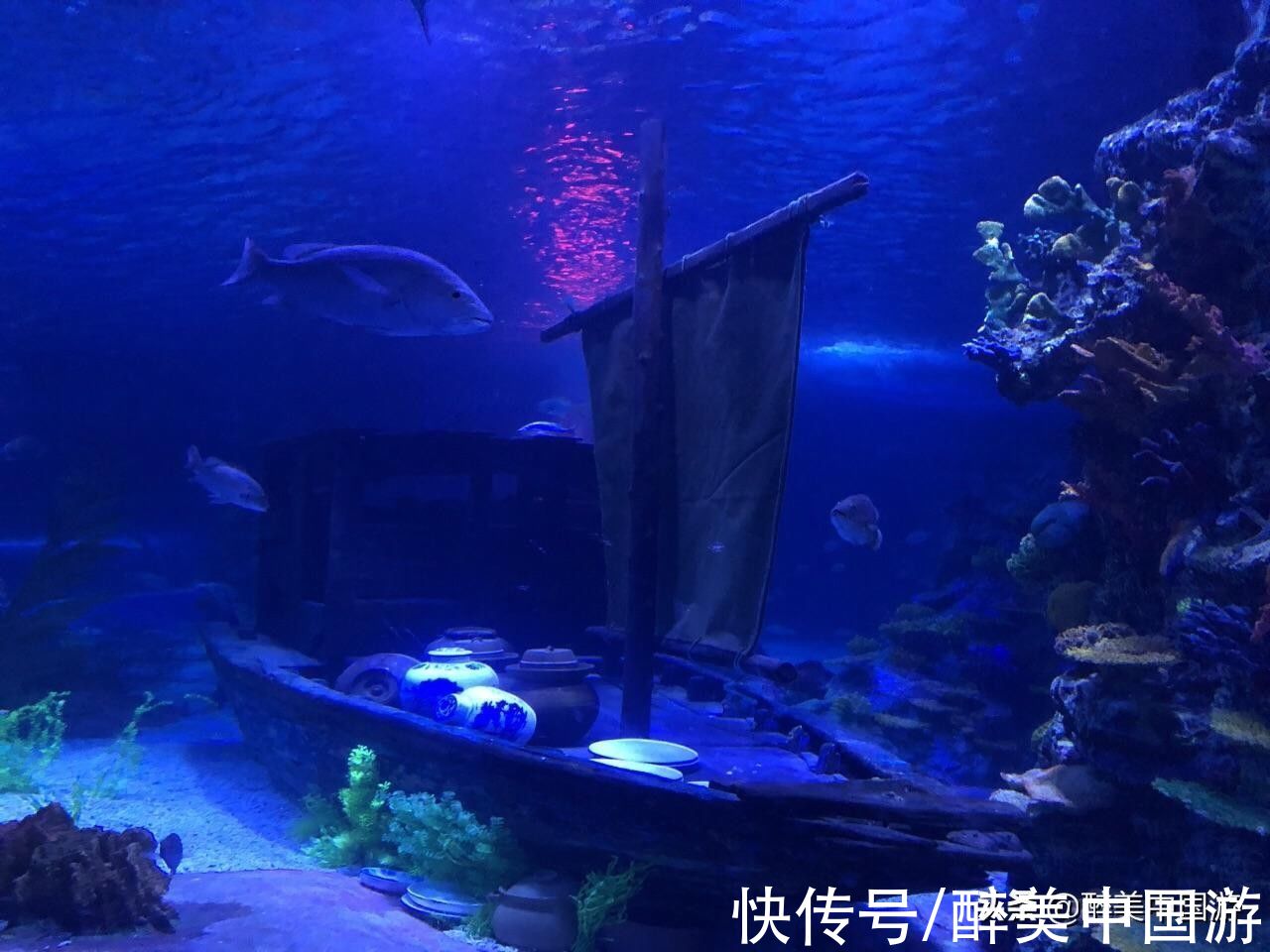 海洋生物|探访北海海底世界，海洋生物丰富，适合全家出游