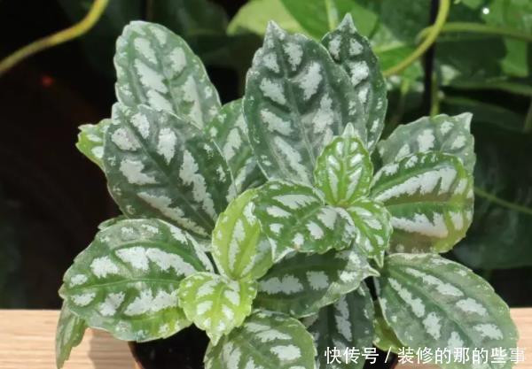 家里有人爱吸烟,以下4种花是二手烟的克星,赶紧养几盆
