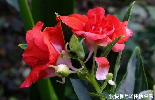 4款花号称开花机器，全年都开花，花香浓郁，太美了