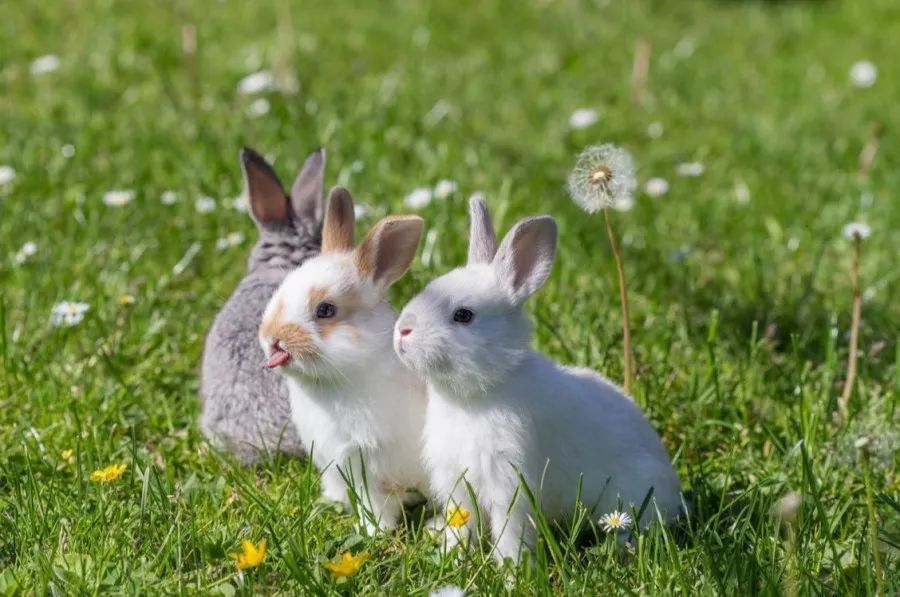 营养物质|怀孕后需要忌口的东西那么多其实真正不能吃的就两样