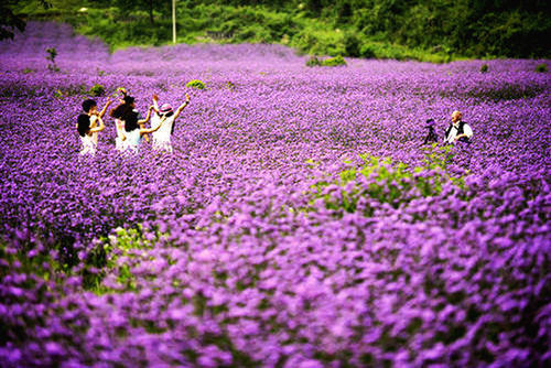 扦插|邻居的院子夏日几乎没“蚊虫”,原来是因为养了3种花,我也要养