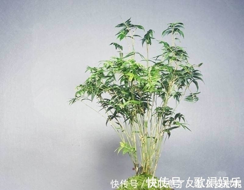 没有院子养不了竹子错,这种竹子养在桌上,比花还好看