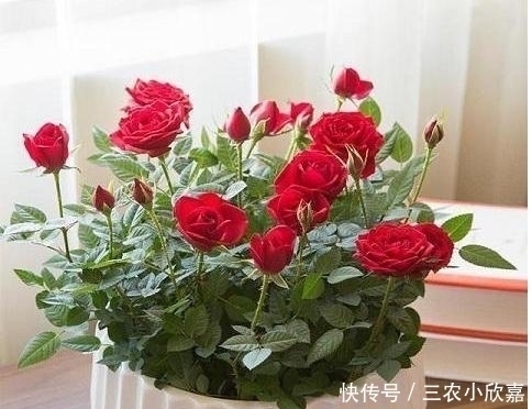 芦荟|家里养花不要瞎眼!这6种花旺财又养人,有2种花是大忌!