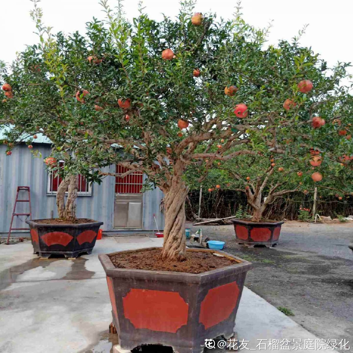 果实|家里有院子的，4种树镇宅好寓意，创造条件也要种