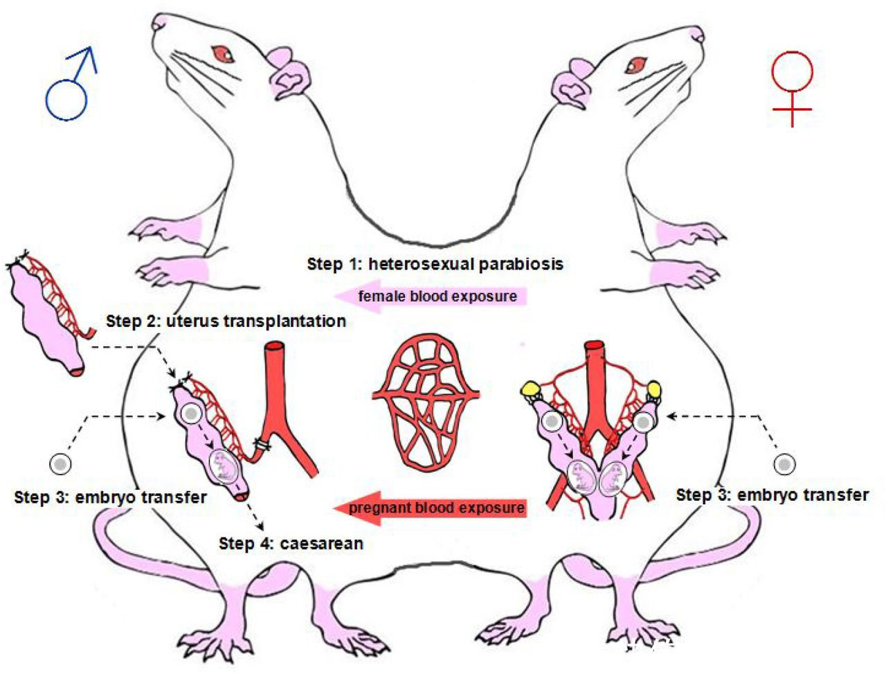 妊娠|男性也能妊娠?中国科学家给雄鼠移植子宫,生出10只后代