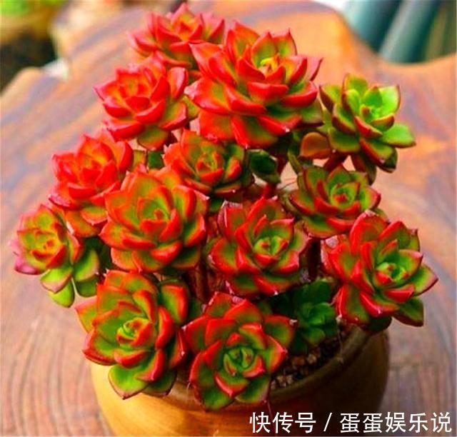 多肉中的“火焰新娘”，易成老桩爱爆盆，鲜红又明亮，度夏无难度