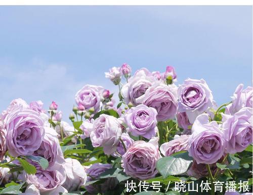 最值得养的6种月季,抗病性强,四季开花易爆盆,阳台庭院都能养