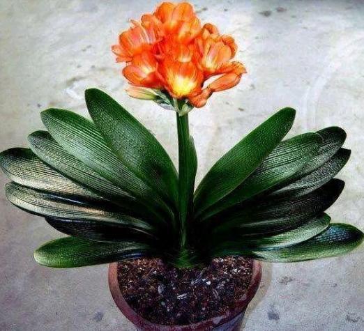 绿化带中的这2样,全是养花的宝贝,盆栽植物还能提供有机质