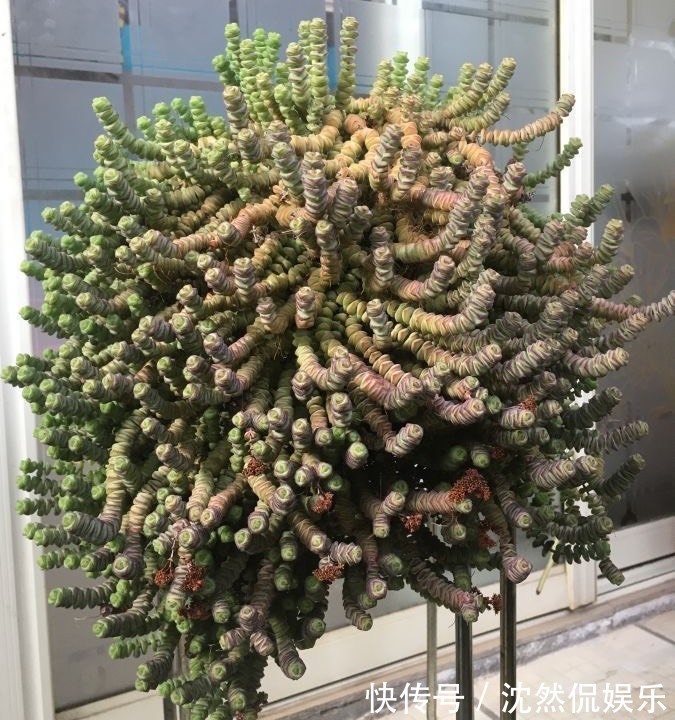 铜钱草|5种“有钱花”,满盆“铜钱叶”,越养钱越多,有钱人家都爱养它