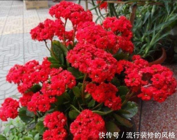 长寿花品种太多,每个品种插一棵,掌握技巧养1年,开成长寿花树