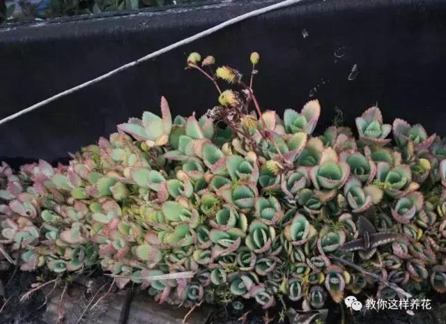 耐旱|5种适合新手养的花,耐旱还耐晒,不用管也能爆盆!