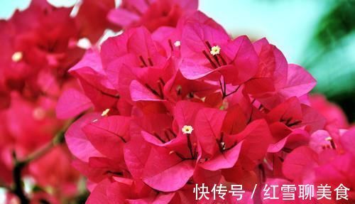 棒棒糖|3种木质花卉,开花漂亮花期超长,越养越漂亮,是盆栽佳品!