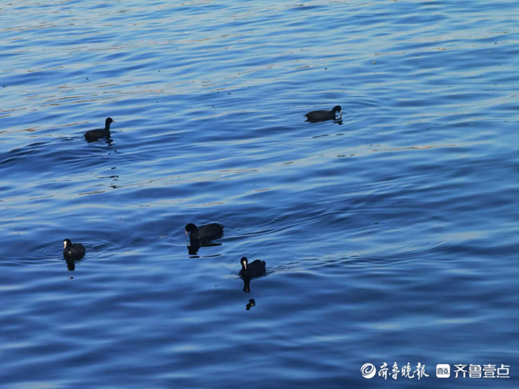 来赏春啦！济南大明湖春鸭戏水湖中泛舟美景尽收眼底哦|情报站| 来赏春啦！济南大明湖春鸭戏水湖中泛舟美景尽收眼底哦\＂,\＂i16\＂:\＂情报站