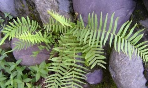 吸毒|农村一种神奇的“吸毒”野草,泡酒服用,祛风活血治跌打损伤