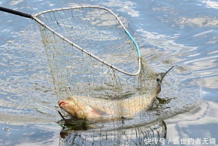 大鱼|“小杂鱼闹窝”如何解决?其实方法很简单用过都说好——盛世三渔