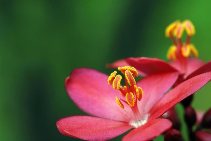  赏花|养这6种花的人太聪明了，一年四季都在开花，家里时时刻刻能赏花