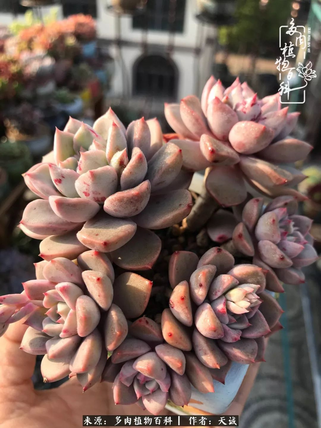 吃饱喝足,包邮区的多肉养精蓄锐准备渡劫!