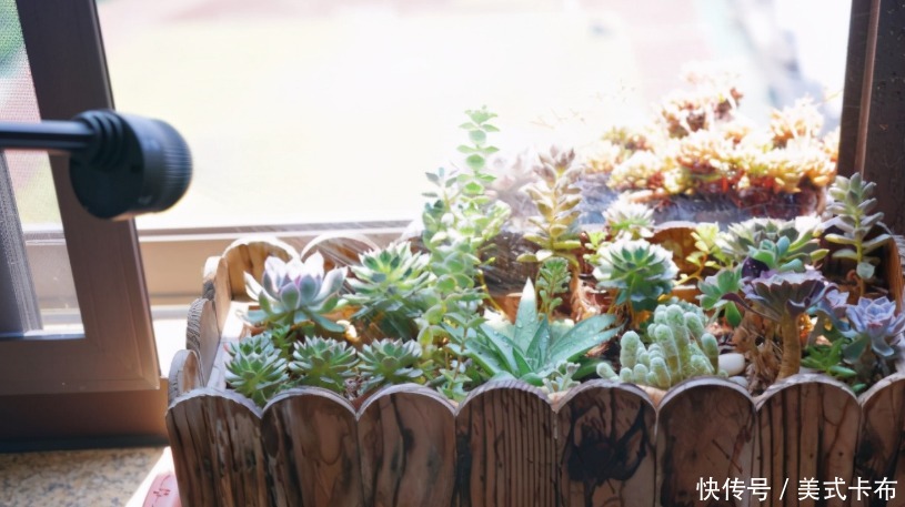 花友|养花浇花，夏天不要用此3种水，不然得不偿失