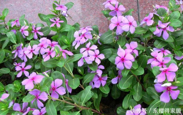 漂亮|6种漂亮花,夏天快扦插,越热越生根,30天就开花,适合急性子养