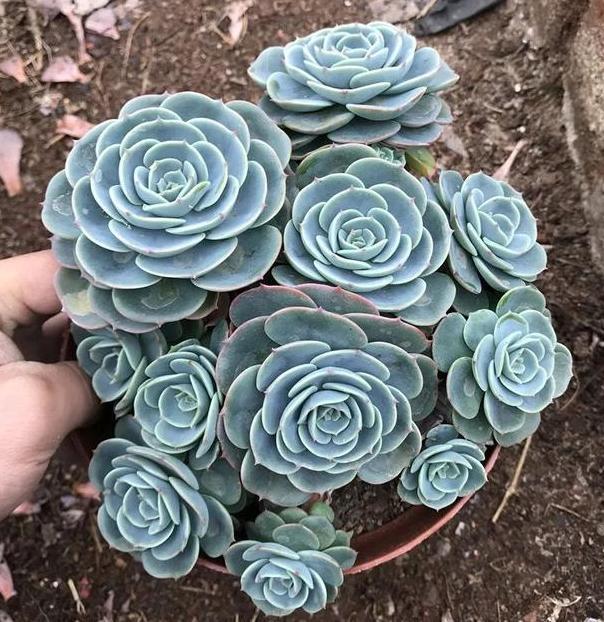 夏必死的多肉品种,该如何盆栽正确避暑抓住3细节状态佳