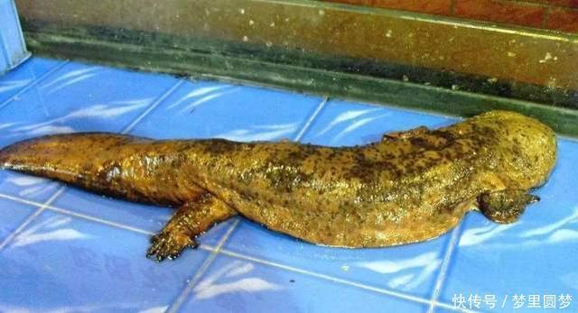 全球最大娃娃鱼,被称为张家界的守护“神兽”,至今已存活百年!