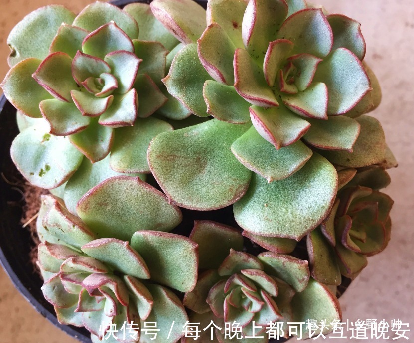 肉友们|多肉一次浇多少水合适“干透浇透”坑了多少人,看完这些才明白