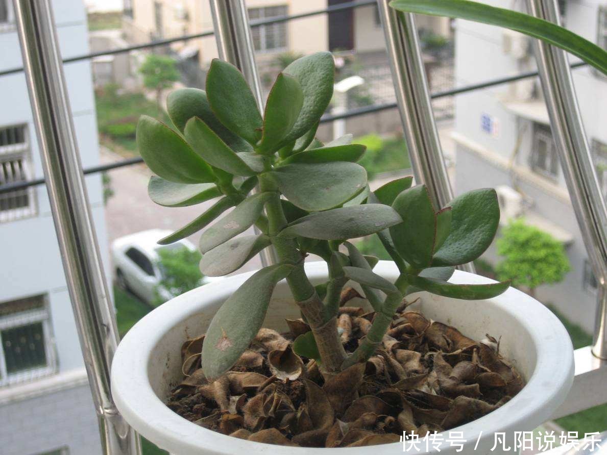 有钱人|有钱人最爱养这“3种”树，摆家里绿油油，生活越过越好！