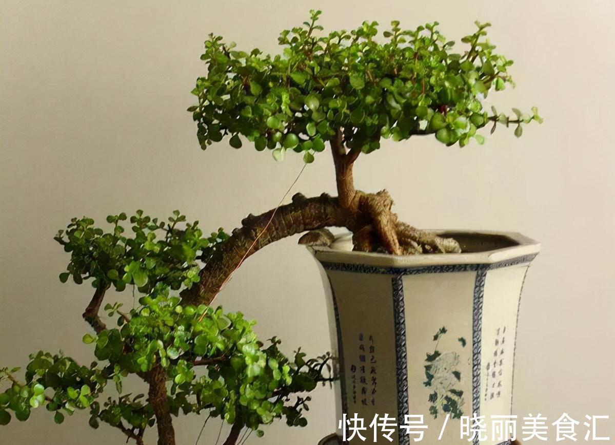 金枝玉叶不娇贵,满足“三习性”,即使不浇水,每天也能长一片叶