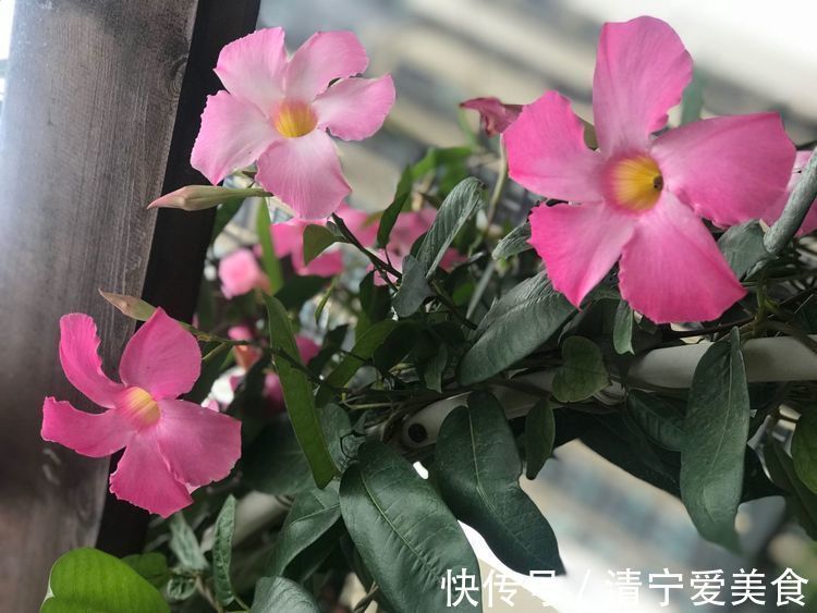 喜欢养菊，不如养“高档玫瑰”红羽，美艳如少女裙摆，灵动可爱