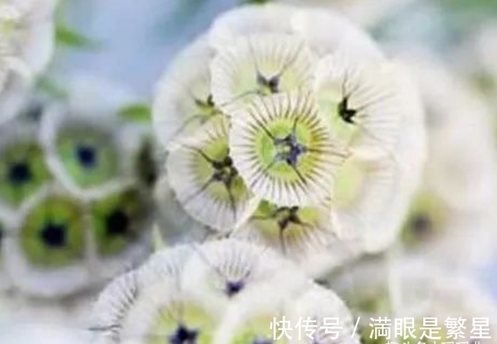 风车果|此花造型奇特个头娇小,呆头呆脑的模样,有着一股子可爱的感觉