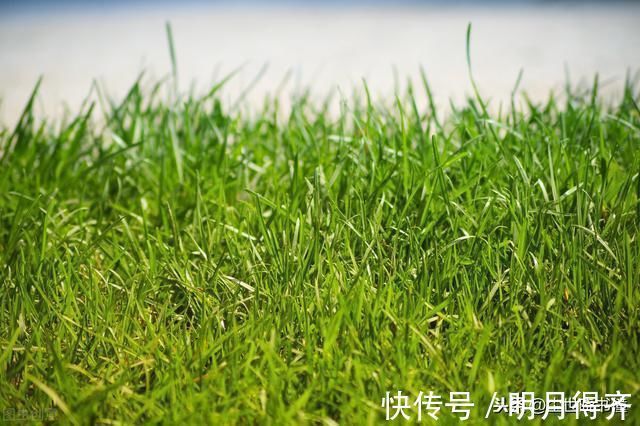 爱情#贺铸虽然人长得丑,但很有才华,一首感人的爱情词,写得情意绵绵